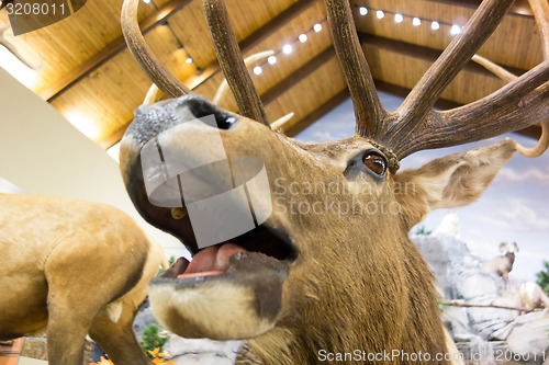 Image of taxidermy stuffed deer buck