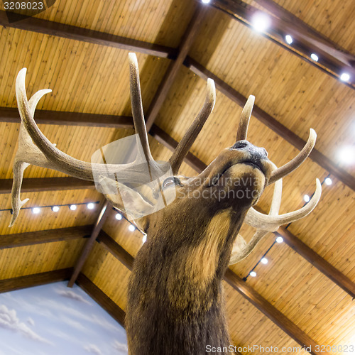 Image of taxidermy stuffed deer buck