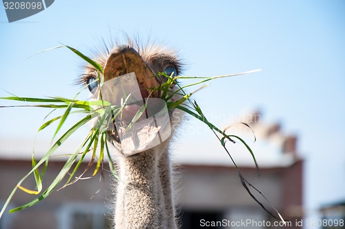 Image of African ostrich