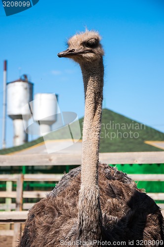 Image of African ostrich
