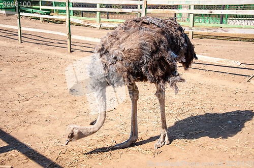 Image of African ostrich