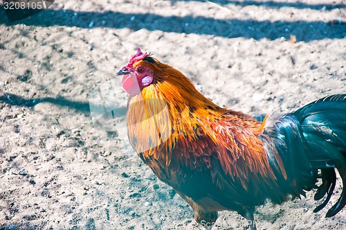 Image of Decorative rooster
