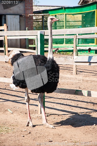 Image of African ostrich