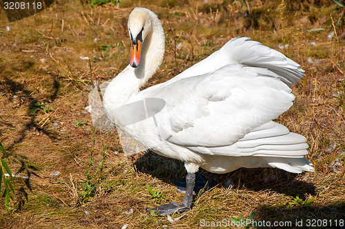 Image of Swan white