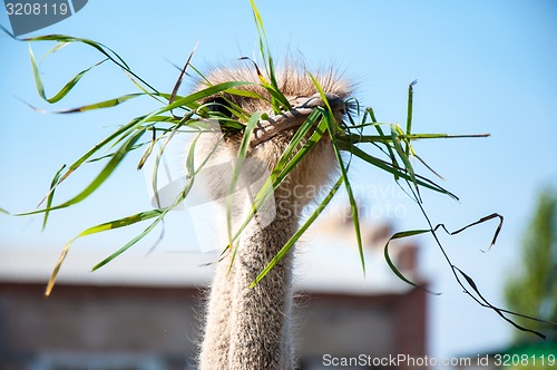 Image of African ostrich