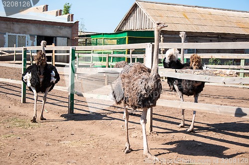 Image of African ostrich