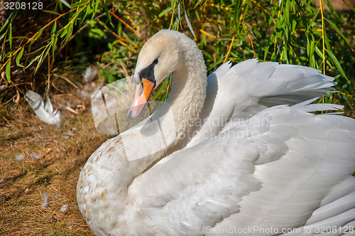 Image of Swan white