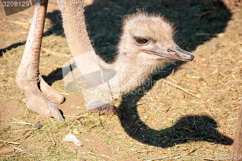 Image of African ostrich