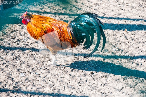 Image of Decorative rooster
