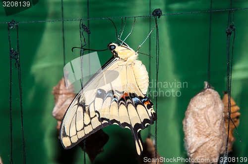 Image of Butterfly Papilio