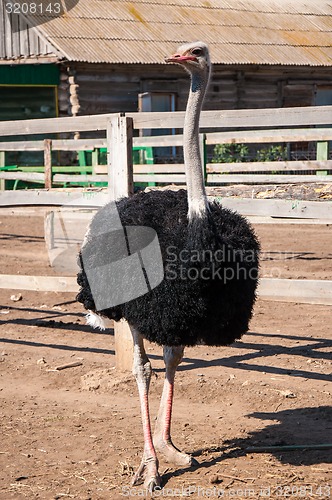 Image of African ostrich