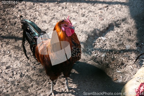 Image of Decorative rooster