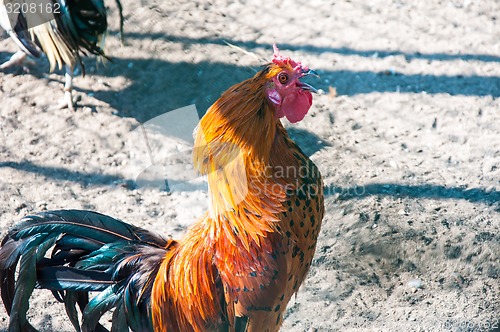 Image of Decorative rooster