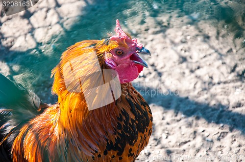 Image of Decorative rooster