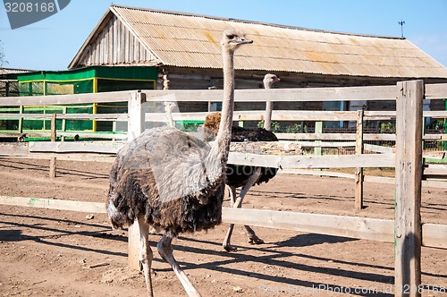 Image of African ostrich