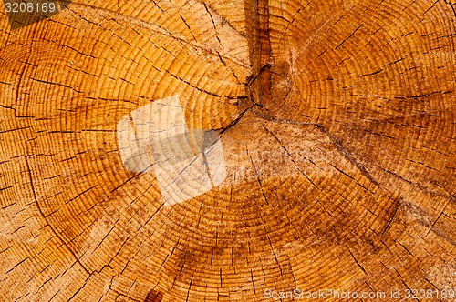 Image of Timber or saw timber