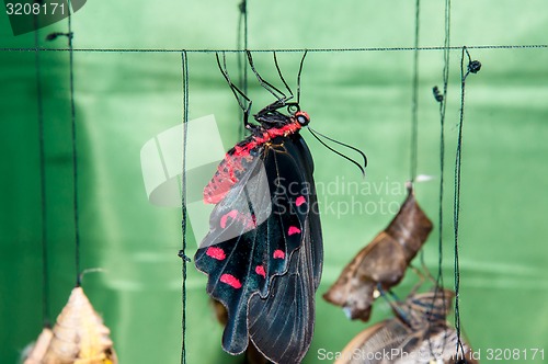 Image of Butterfly Papilio