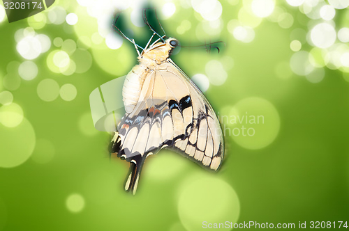 Image of Butterfly Papilio