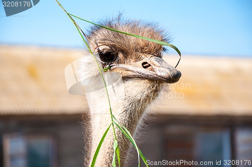 Image of African ostrich