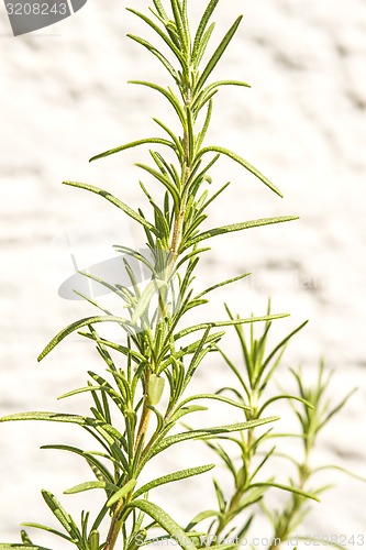 Image of rosemary