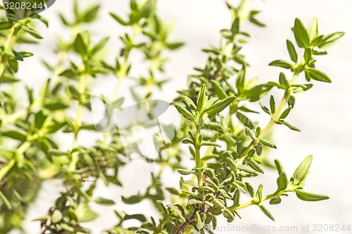 Image of thyme