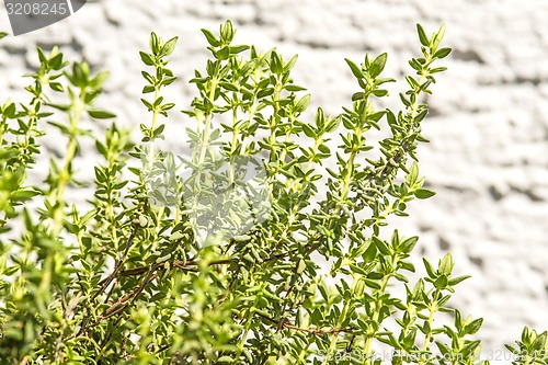 Image of thyme