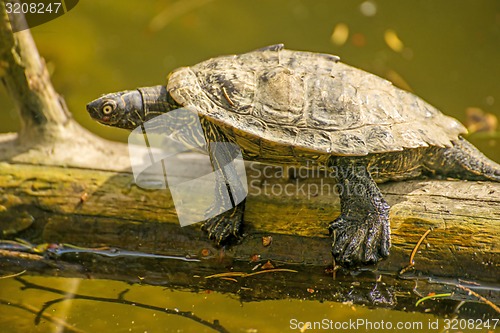 Image of Coastal Cooter during a sun bath at a German lake 