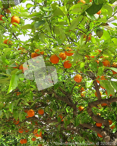 Image of Mandarines on tree