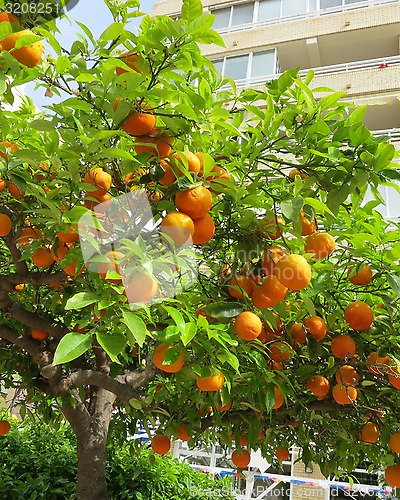 Image of Mandarines on tree