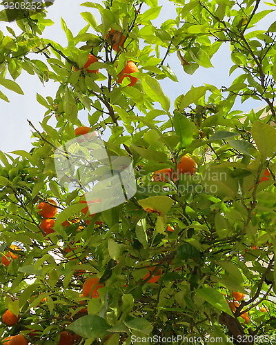 Image of Mandarines on tree