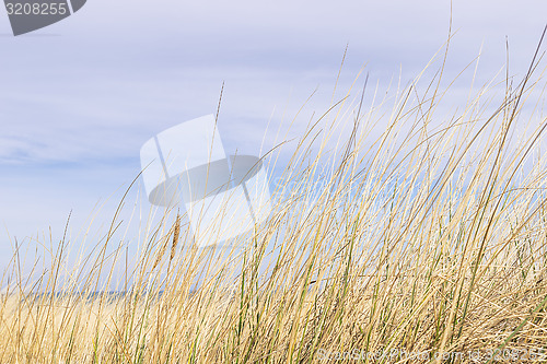 Image of Dune grass on the Baltic Sea