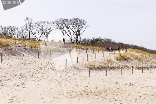 Image of sand, dunes and trees