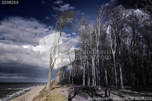 Image of Ghost forest on the Baltic Sea