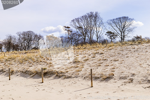 Image of sand, dunes and trees