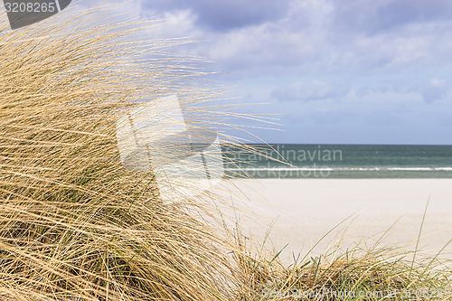 Image of Dune grass on the Baltic Sea