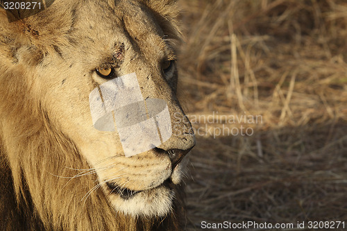 Image of Lion face