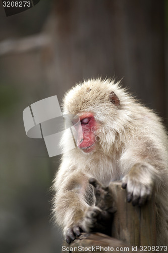 Image of Japanese monkey