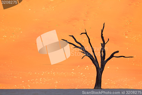 Image of Deadvlei tree