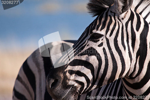 Image of Zebra.