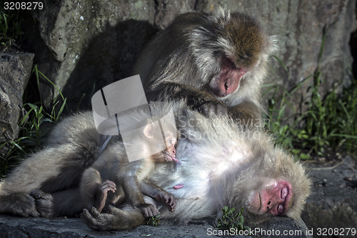 Image of Macaques family