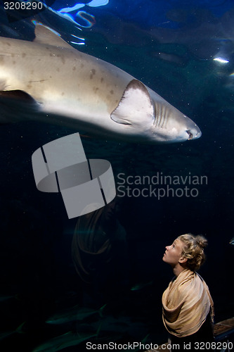 Image of Watching a shark