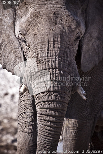 Image of Elephant