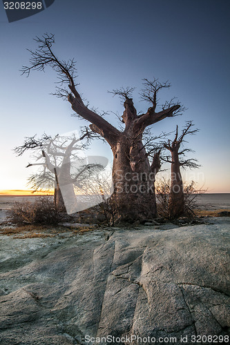 Image of Baobab trees