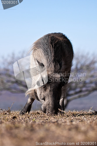 Image of warthog