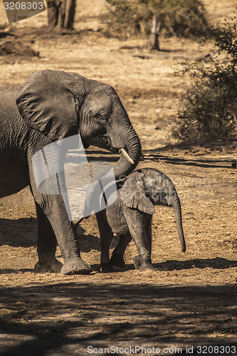 Image of Mother and baby elephant