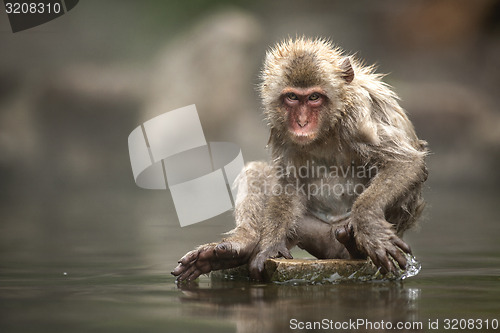 Image of Japanese monkey