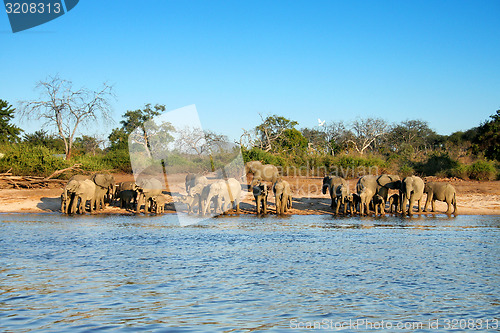 Image of Drinking Elephants