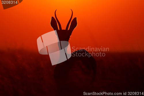 Image of Springbok