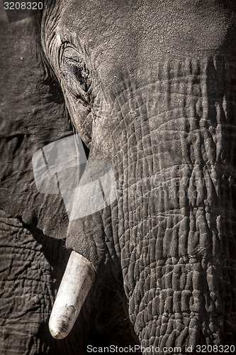 Image of Elephant face