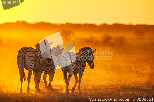 Image of Zebra's